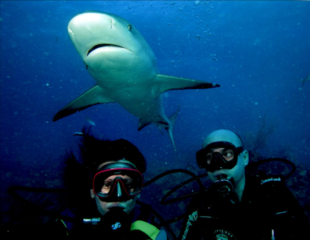El hombre es el peor depredador que existe y no le tenemos miedo, Bahamas, 2002.
